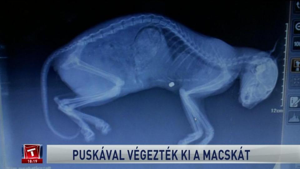 Puskval vgeztek ki egy macskt Hajdsmsonban - vide