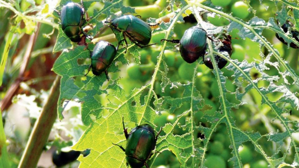 85 vvel ezeltt pnzrt gyjtttek cserebogarat Szombathelyen