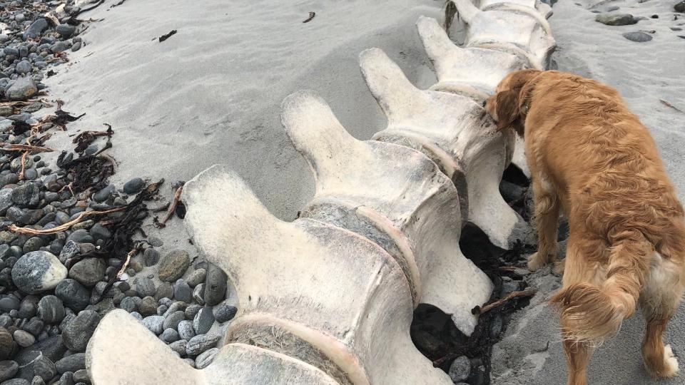 Hatalmas csontvzat talltak a skt tengerparton: lehet, hogy Nessie rokona?