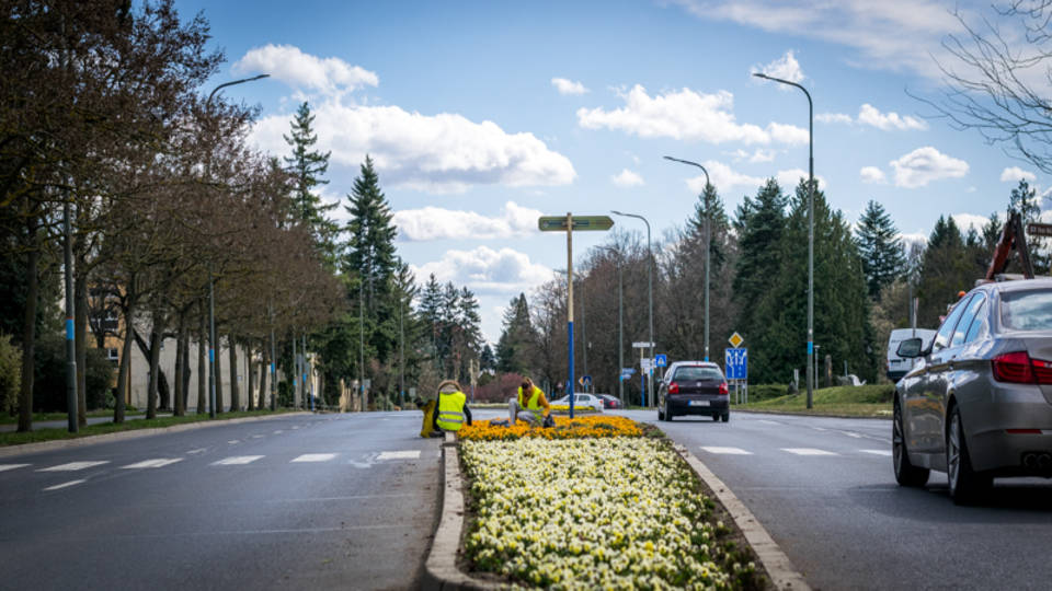 Gyomllnak, metszenek vrosszerte