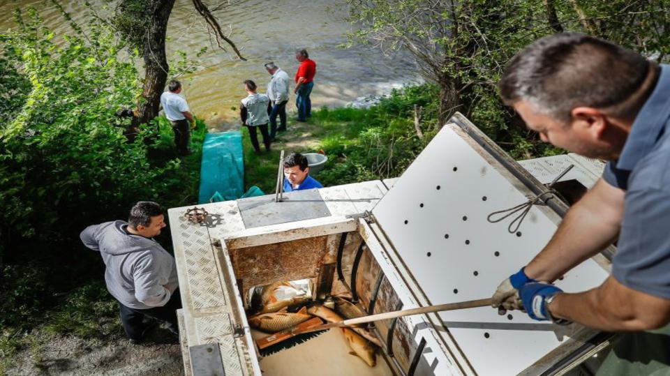 Soha nem volt mg ekkora haltelepts az orszgban - 22.500 kg ponty rkezett az llami vizekbe 