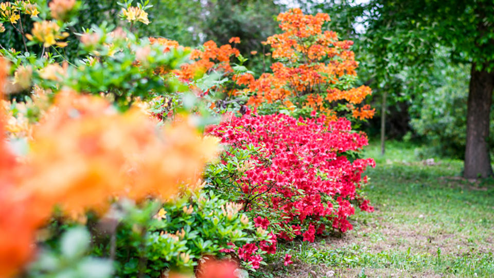 Virgoznak a rhododendronok a Kmoni Arbortumban