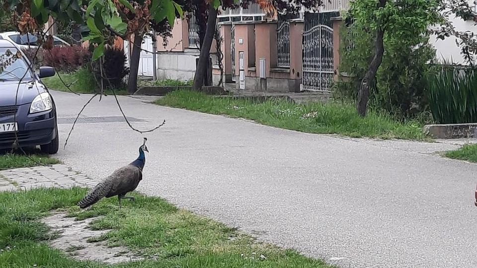 Itt a pva, hol a pva? - fl Szeged napok ta hrom pvt kerget!