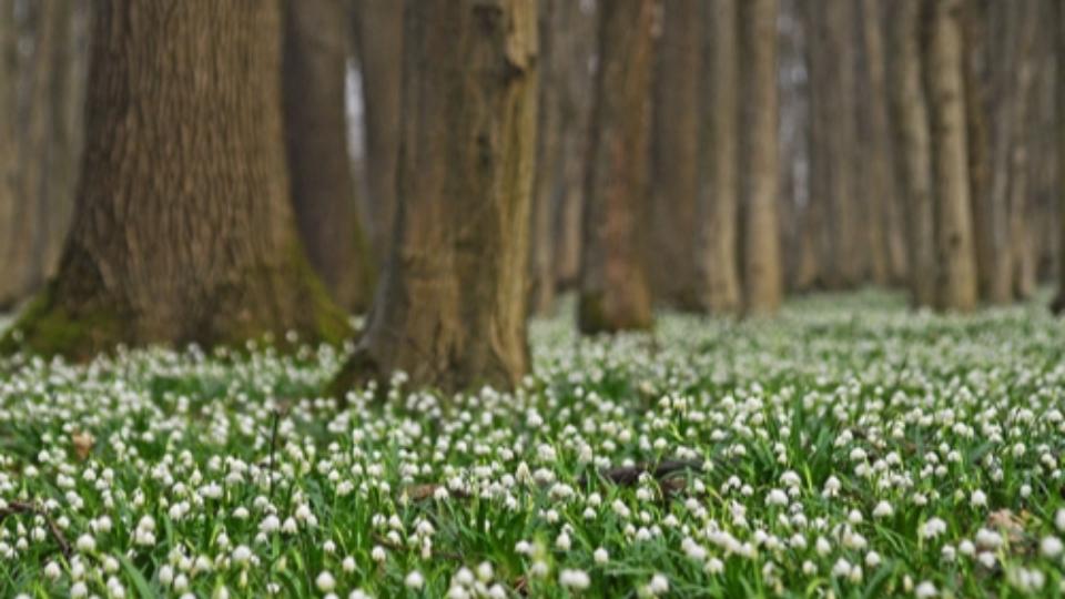 Tzikemustra vasrnap - Knnyed tra a Dobog-erdben