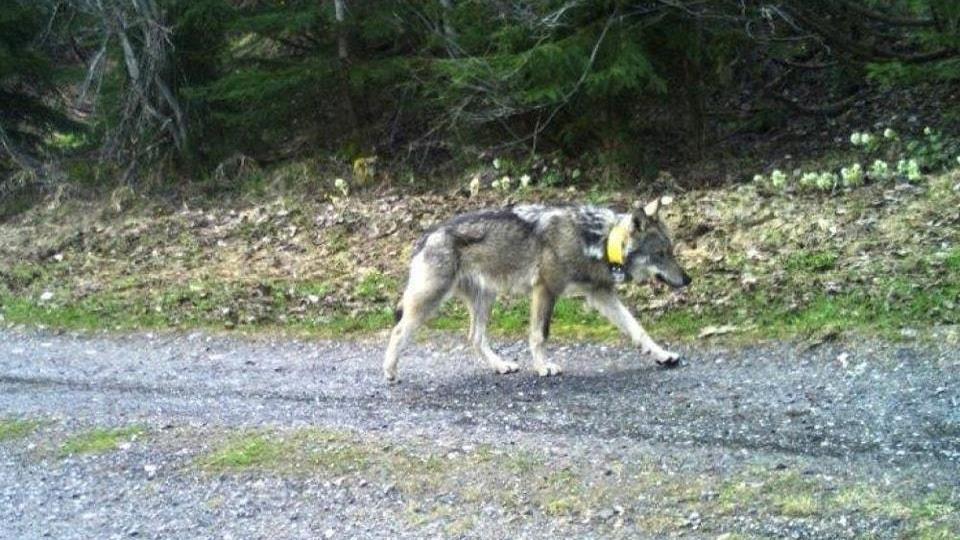 jabb drmai fejlemny a svjci farkast kilv kegyetlen vadsz gyben