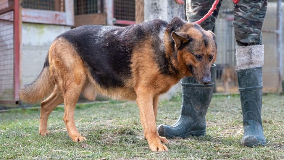 Csak gazdjt vdte Vulkn, aki ezrt az llatmenhelyre kerlt