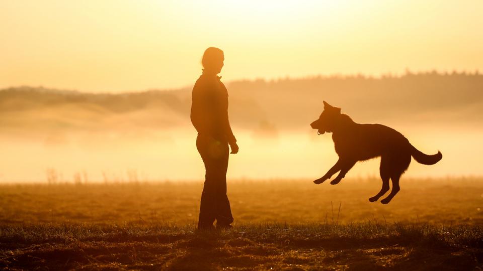 A Z genercinak fontosabb egy hzi kedvenc, mint a prjuk boldogsga