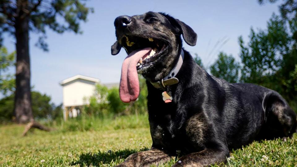 jabb Guinness-rekord: itt van Zoey, a vilg leghosszabb nyelv kutyja