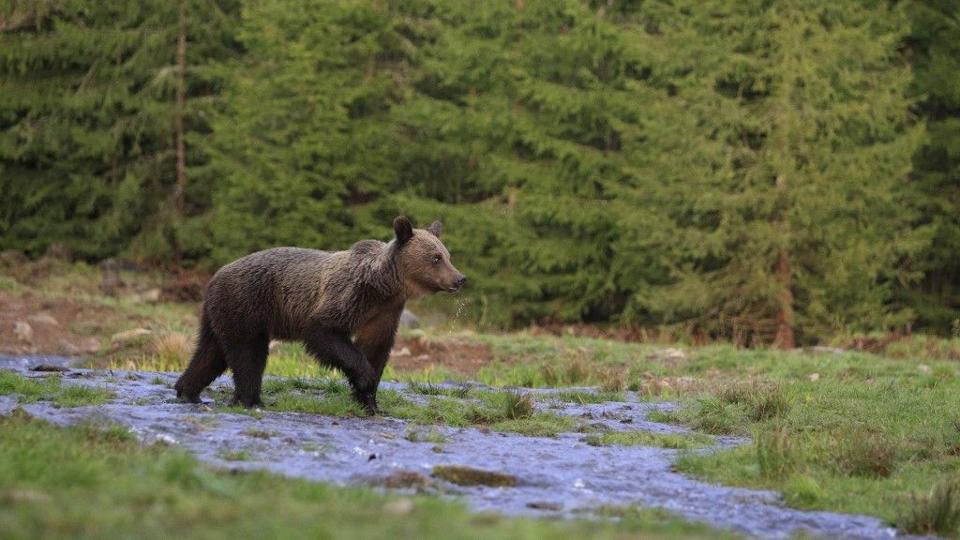 Medvetmads vgzett egy turistval Erdlyben