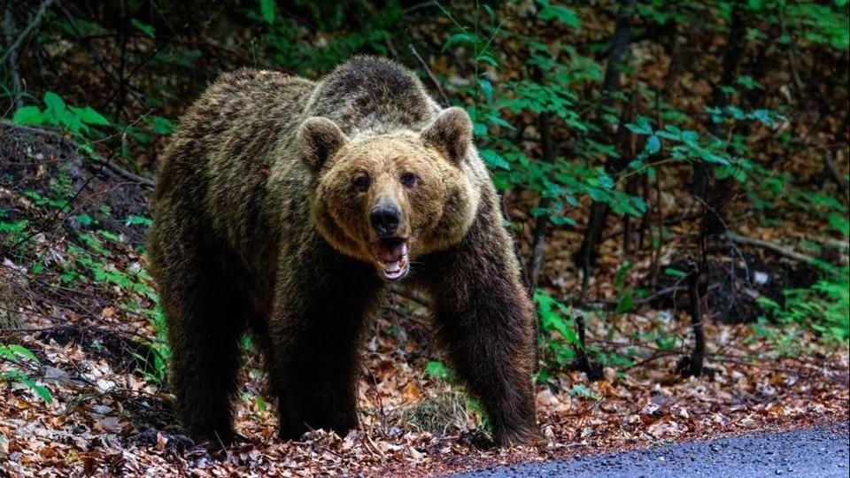 lt a medve Magyarorszgon, emberemlkezet ta nem trtnt ilyen