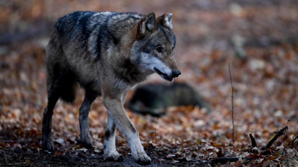 Hihetetlen: farkas kszlhat Budapesten – trkp!