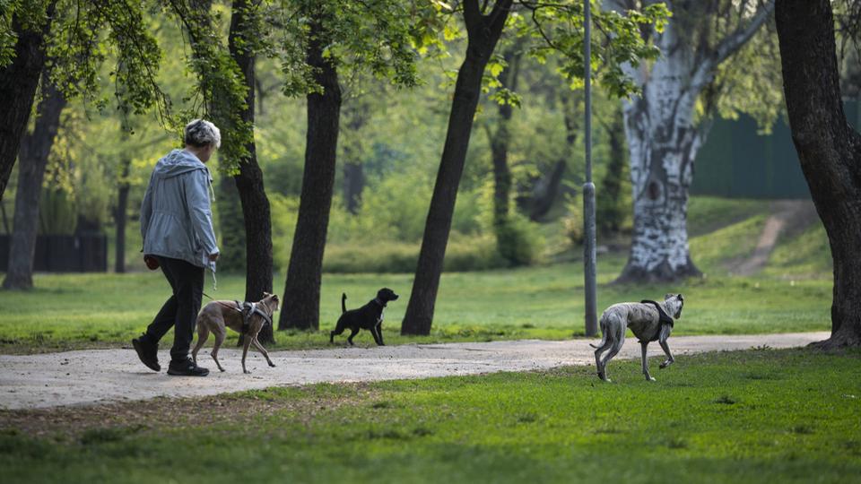 Nagy veszlynek vannak kitve a kutyk, figyelmeztetst adtak ki az llatorvosok