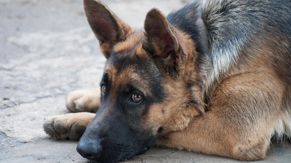 hen halt egy budapesti autstelepet rz nmetjuhsz: Lessy mellett sokan mehettek el sz nlkl