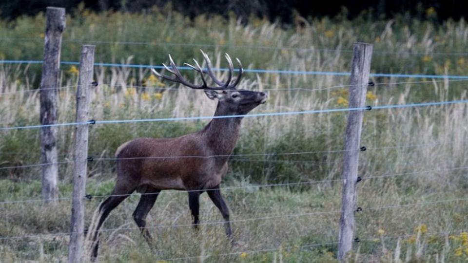 A termnyt vdik, de a vadak krt lthatjk - Egyre tbb vad akad fent a szntfldeket krbekert kertseken, villanypsztorokon