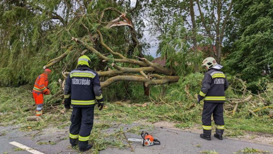 Szerdn a szl az r vrmegynkben - Nem nyit ki a Kmoni Arbortum