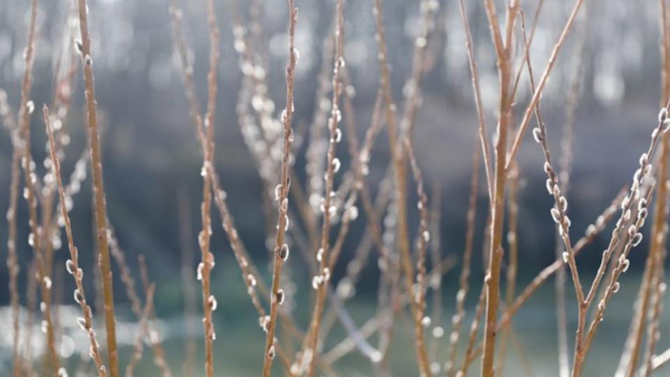 Virgzik a barka s a mogyor, megkezddtt az allergiaszezon