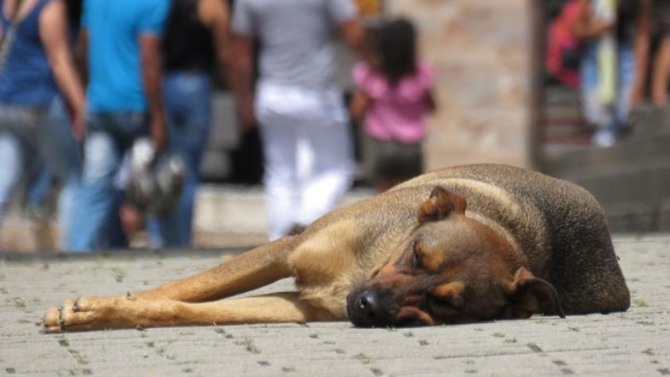 Agyontette kiskutyit a reszneki n, mert nem kellettek neki