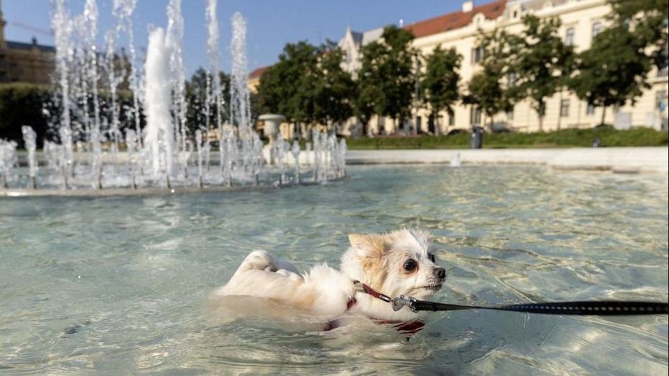 Ma van az llatok vilgnapja