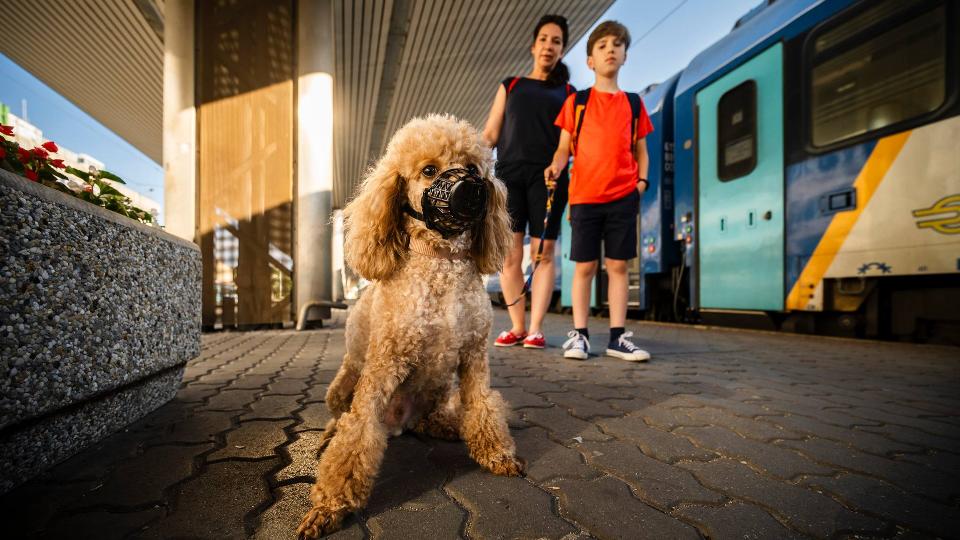 Nyron szjkosrral s przzal is lehet szlltani kutykat a balatoni vonatokon