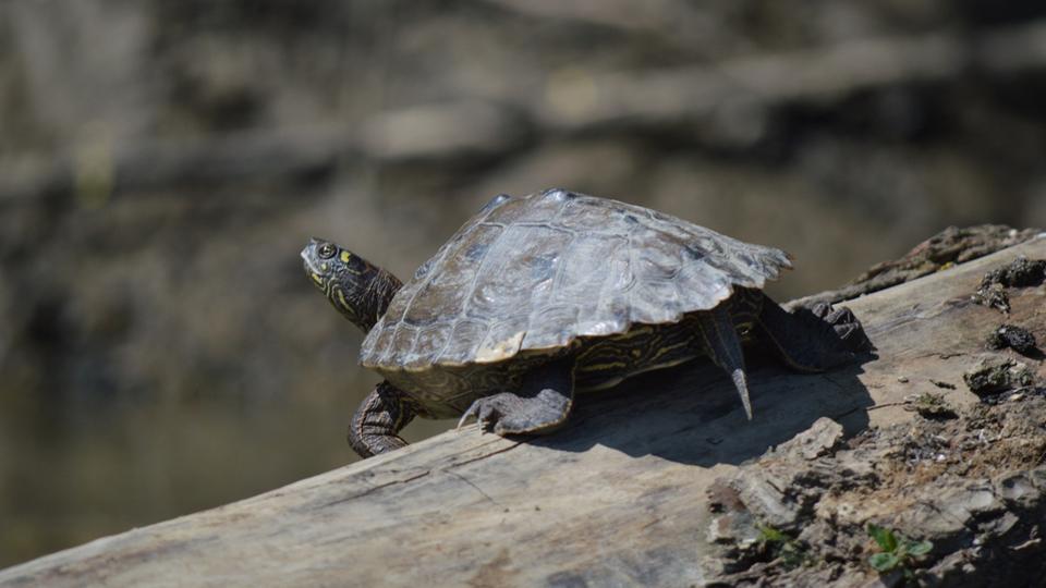 Nem mindennapi hll jelent meg a Hortobgyi Nemzeti Park terletn