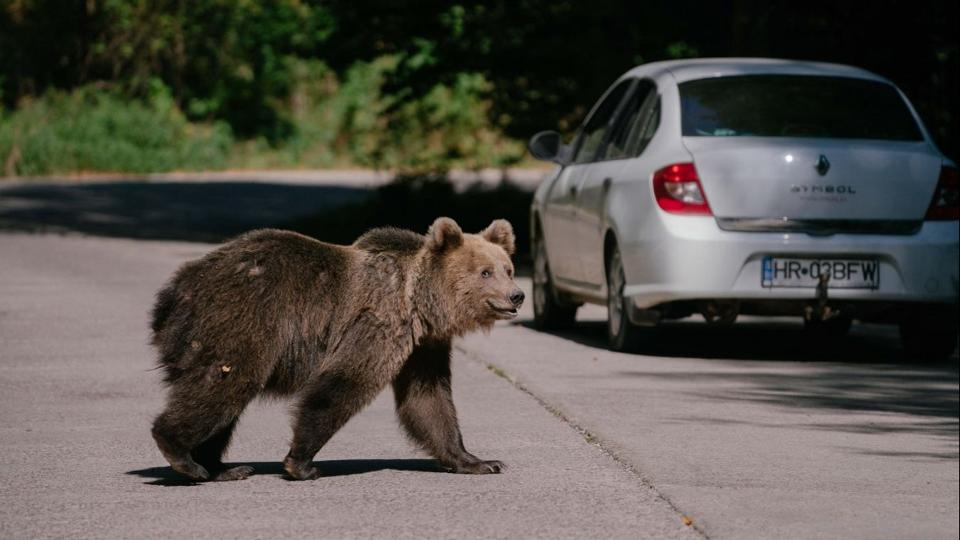 Az RMDSZ javasolta, hogy Romniban ismt vadszhat legyen a barnamedve  