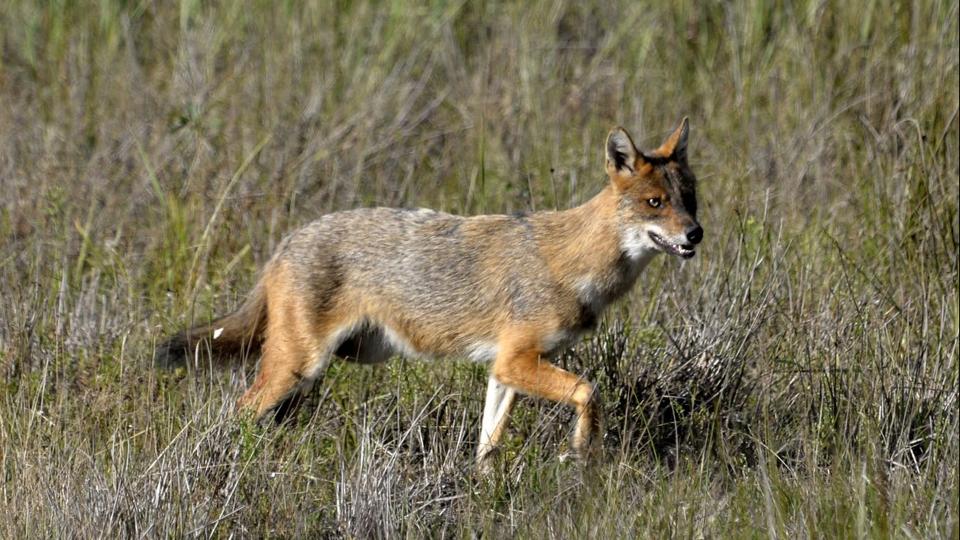 Ragadozt lttak Kaposvron, riasztottk a vadszokat