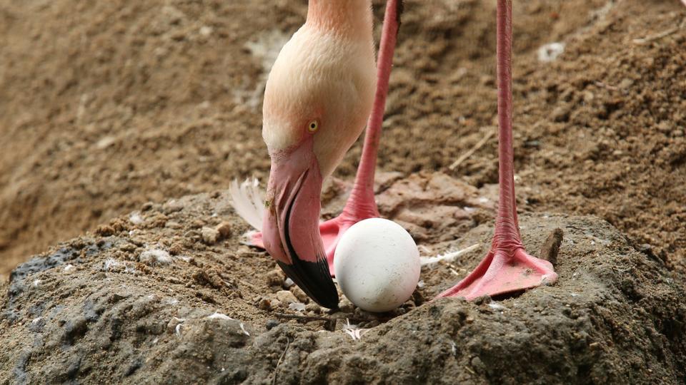 Curtisnek s Arthurnak, a kt hmnem flamingnak fikja lett